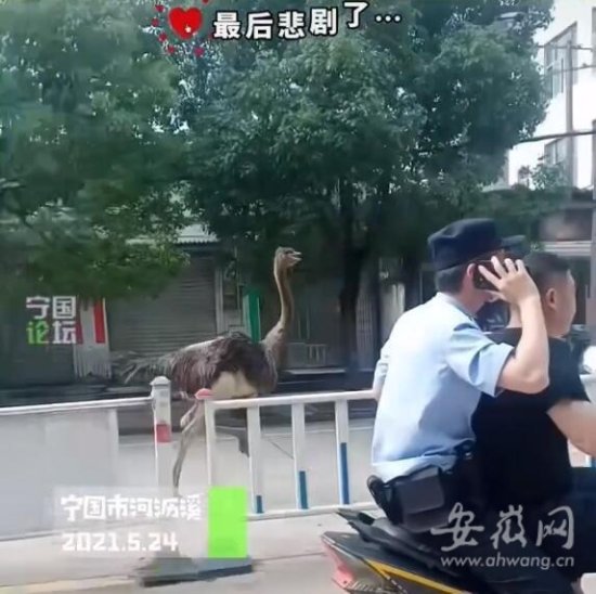 安徽宁国街头一只鸵鸟狂奔，被狗惊吓后外逃