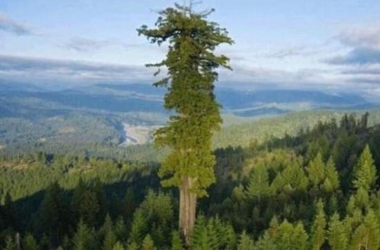 西藏发现中国大陆已知最高的树 世界最高的树<em>在哪里有</em>多高？
