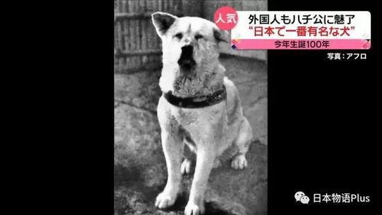 忠犬八公诞辰100周年，大量外国游客去涩谷站前的八公像前拍照