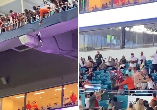 美国一猫咪从体育场<em>二楼</em>看台掉下 所幸被下层观众接住