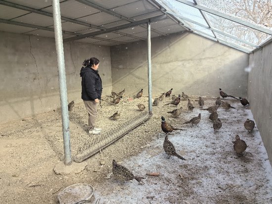 新疆和硕：珍禽养殖进农家 探路乡村振兴村民致富新篇章