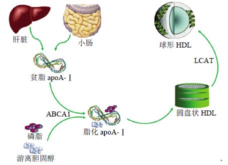 载脂蛋白A1与载脂蛋白B在体检指标中的重要<em>含义与运用</em>