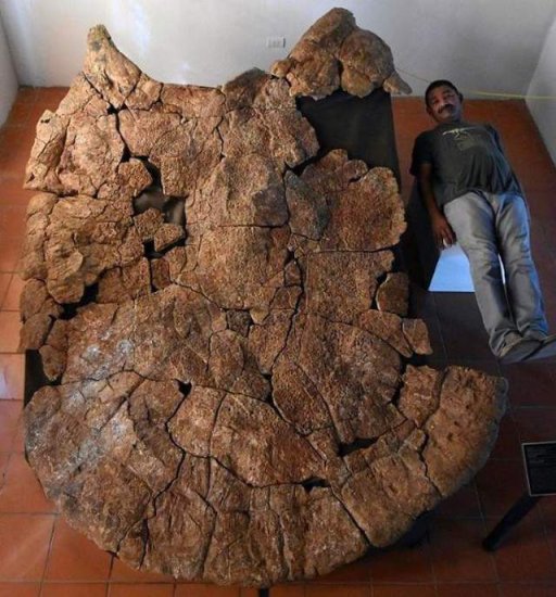 15张罕见的化石照：双头<em>恐龙真的存在</em>就在中国？<em>图</em>6是《异形》...