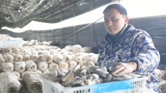 湖南蓝山：平菇朵朵开 撑开村民就业增收“致富伞”