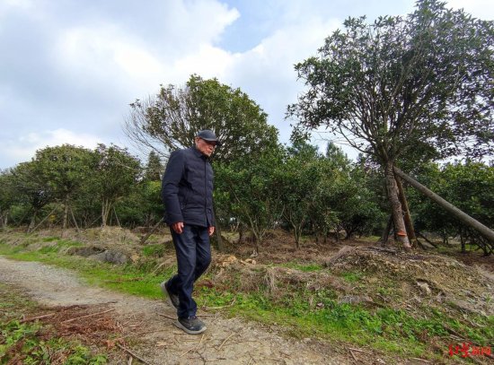 自贡82岁老人24年种树45万棵：曾<em>做木材生意</em>，“把上半辈子砍的...