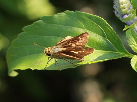 温度适宜、阳光充沛 上海地区秋季常见蝴蝶鉴赏