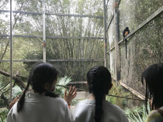 金毛黑叶猴幼仔“三年”在广州露脸，活泼惹人爱