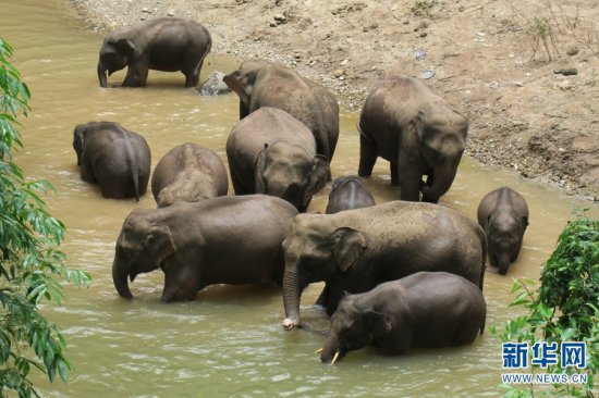 【大象“大咖秀”第一期】让世界关注云南大象的“短鼻<em>家族</em>”