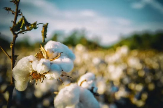 新疆植棉<em>有利的</em>自然环境条件有哪些？附植被与环境、土壤专题