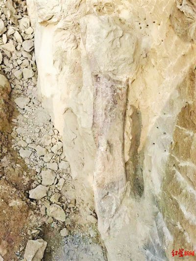 自贡市民散步发现疑似恐龙化石 发掘确定系蜥脚类恐龙<em>股骨</em>