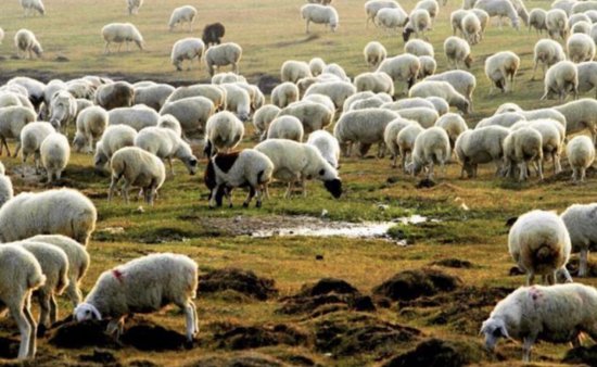 蒙古国向中方捐赠的30000只羊9月开始要来了！待羊群肥壮之后，...