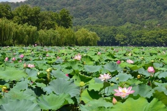 小猪民宿“课本游”推荐：来杭州打卡诗文里的“江湖”
