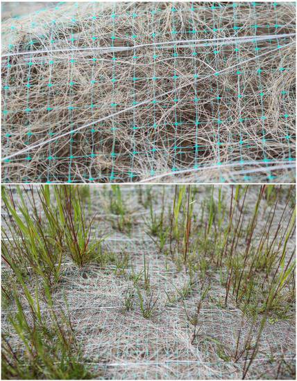 “铺毯子”“盖被子”——椰丝毯创新草原复绿模式