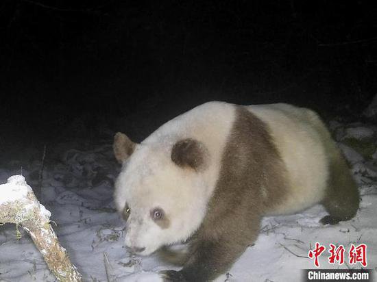 陕西长青国家级自然保护区时隔6年再拍到棕色大熊猫