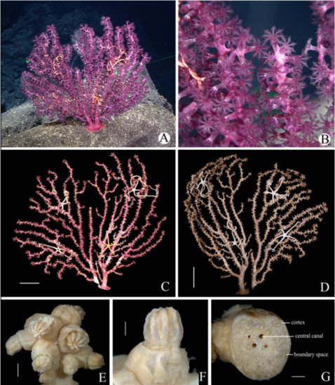 海洋所<em>发现深海</em>刺胞动物紫柳珊瑚科三新种