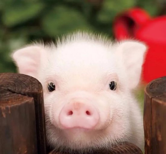 猪猪猪：：不适合跟属猪人在一起的生肖，“天生相克”，太心酸...