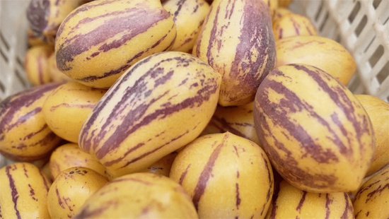 亚热带水果在和田反季节试种成功 今起批量上市