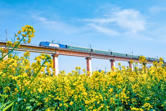 乘火车穿越“金色花海” 寻最美春天