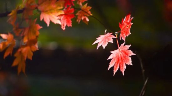 夜读丨林清玄：秋天的枫叶