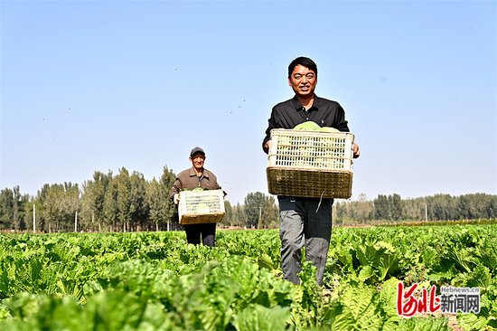 饶阳县西支沃村补栽蔬菜收获见闻：210亩绿甘蓝上市啦！