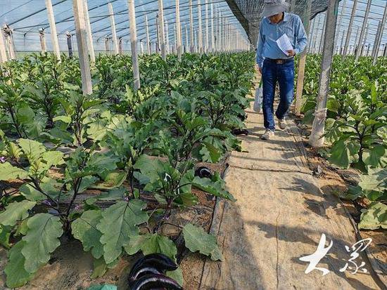 茄子荟萃！第三届<em>北方</em>保护地茄子新品种展示会在青州举办