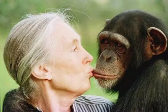 小学课本上那跟黑猩猩住在一起<em>的女人怎么样</em>了？