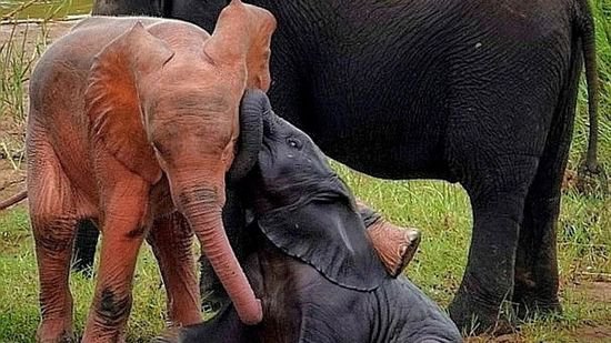南非发现一只罕见的粉色<em>大象和</em>象群一起游泳