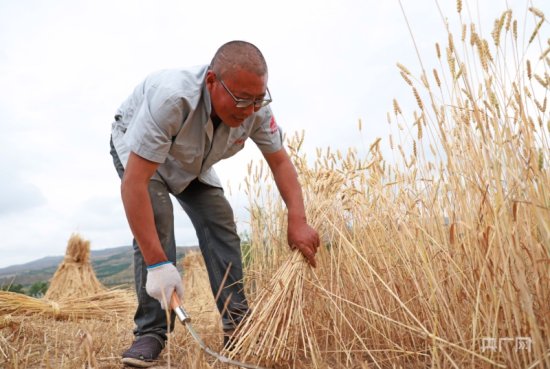 瞰县域丨甘肃通渭：34万亩冬小麦开镰收割