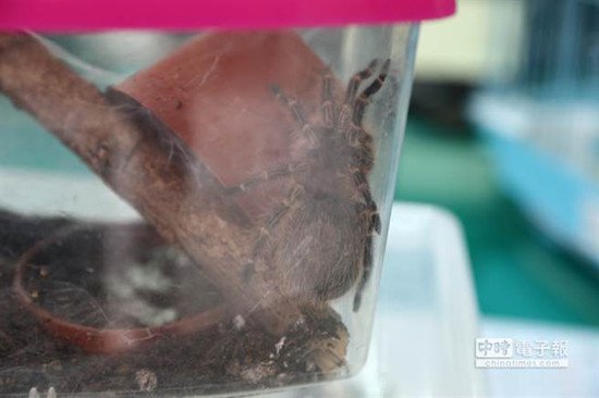 台湾一大学生宠物蜥蜴蜘蛛被偷 警方4小时破案