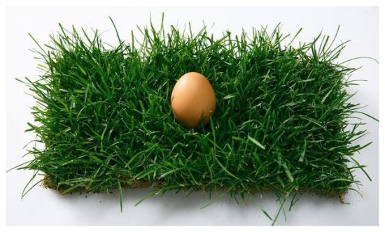 心理测验：你觉得哪个鸡蛋能够孵出小鸡，看看你<em>今年的财运</em>
