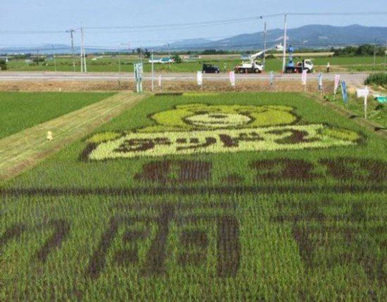 <em>日本</em>稻田现泰迪熊巨幅图案引来众多游客