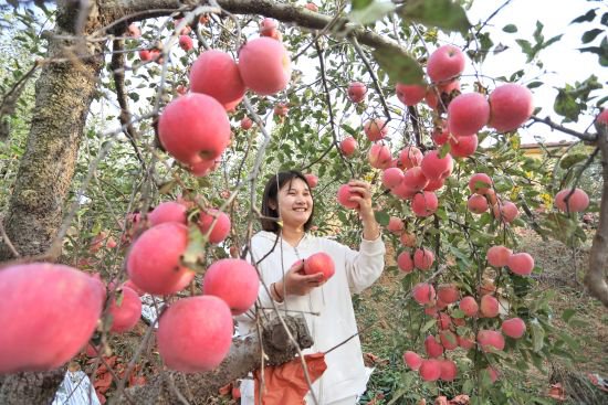 山东新泰：龙廷苹果喜获丰收