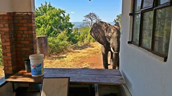 津巴布韦受伤<em>大象闯入</em>野外旅馆向房客求助