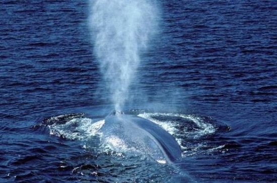 <em>世界上最大的哺乳动物</em>,发声最大的动物蓝鲸重181吨