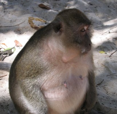 偶遇一只<em>肚子很大</em>的猴子，以为它怀孕了，知道情况后无语了
