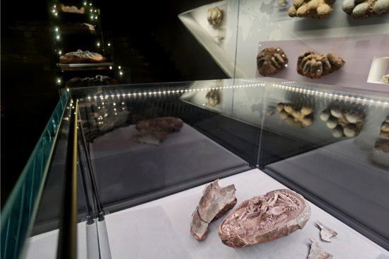 <em>现今</em>全球最完整恐龙胚胎化石在中国发现 目前馆藏于福建南安