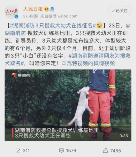 人民日报给3只搜救犬征名，网友起的名字……笑喷了！