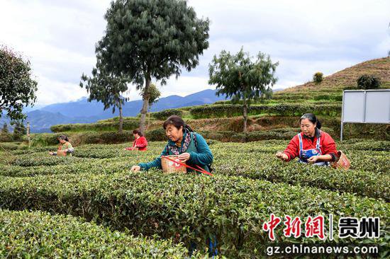 贵州道真：春茶开采