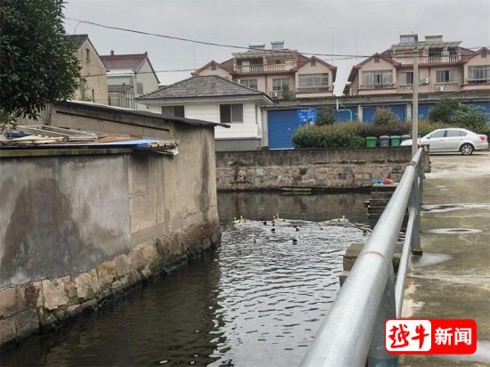 庙桥横江<em>的水葫芦</em>不见了 支流上却是鸭子和菱角