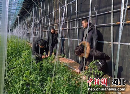 河北顺平：农技专家入田保设施农业生产