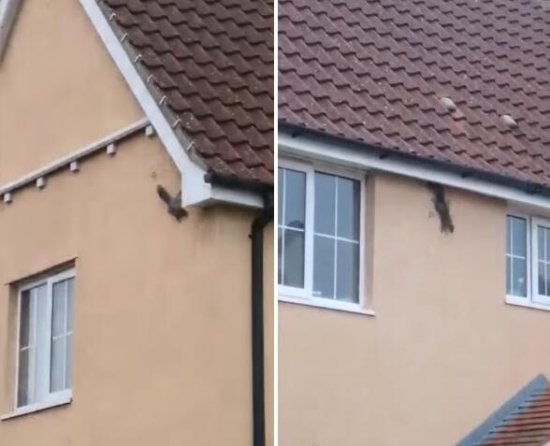 英国<em>一只松鼠</em>似“蜘蛛侠” 沿着房屋外墙随意攀爬