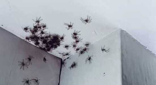 澳大利亚妈妈在女儿<em>卧室天花板</em>发现几十只蜘蛛