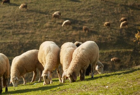 <em>属</em>羊人，1月15号，将有“喜上喜”找上门！