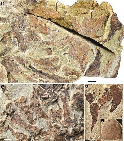 4.4亿年前鱼类化石，揭开生命<em>演化</em>奥秘填补脊椎<em>动物</em>“从鱼到人”...