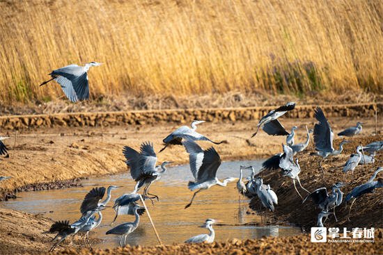 图集|星海半岛湿地公园 鸟儿们的幸福家园”