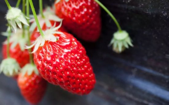 <em>为什么冬天</em>的<em>草莓</em>比夏天的好吃？