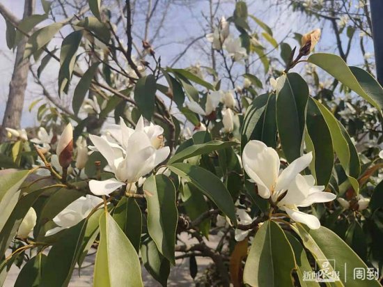 与美人梅合影，觅白玉兰芬芳，一起寻找杨浦公园里的春天