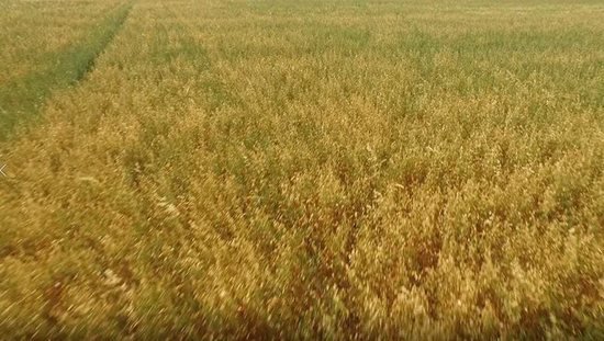“蒙北燕麦” 中国最大的天然燕麦<em>种植</em>基地开始<em>收割</em>