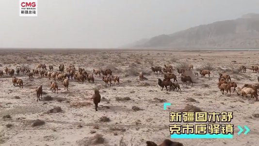新疆的骆驼都用上卫星<em>定位</em>了