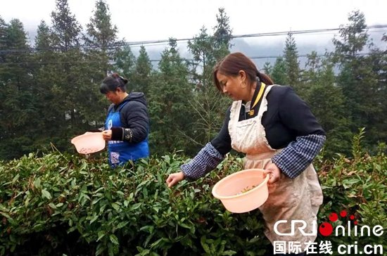 六盘水市水城县勺米镇：3200亩<em>茶叶</em>盛产 成为村里的“摇钱树”